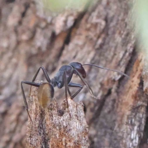 Camponotus suffusus at Bruce Ridge - 22 Mar 2024 09:50 AM