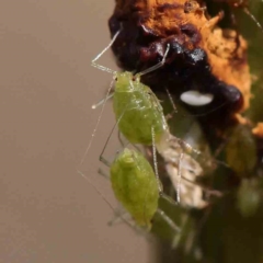 Aphididae (family) (Unidentified aphid) at O'Connor, ACT - 22 Mar 2024 by ConBoekel