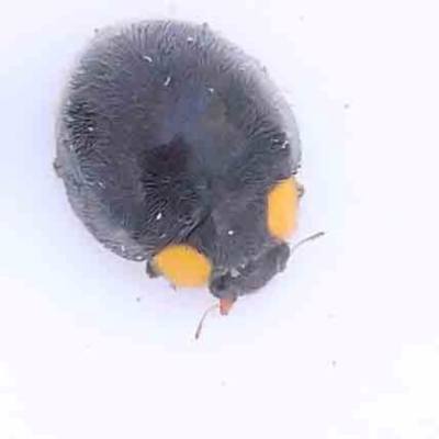 Apolinus lividigaster (Yellow Shouldered Ladybird) at Bruce Ridge - 21 Mar 2024 by ConBoekel