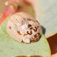 Paropsisterna m-fuscum (Eucalyptus Leaf Beetle) at Bruce Ridge - 22 Mar 2024 by ConBoekel