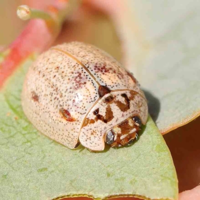 Paropsisterna m-fuscum (Eucalyptus Leaf Beetle) at O'Connor, ACT - 22 Mar 2024 by ConBoekel