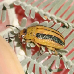 Calomela vittata (Acacia leaf beetle) at O'Connor, ACT - 21 Mar 2024 by ConBoekel