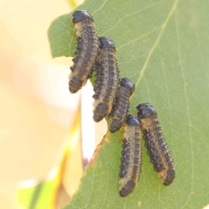 Paropsis atomaria at Bruce Ridge - 22 Mar 2024