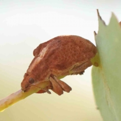 Gonipterus scutellatus (Eucalyptus snout beetle, gum tree weevil) at O'Connor, ACT - 21 Mar 2024 by ConBoekel