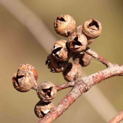 Eucalyptus blakelyi (Blakely's Red Gum) at O'Connor, ACT - 21 Mar 2024 by ConBoekel