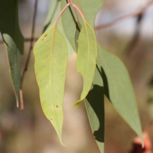 Eucalyptus blakelyi at Bruce Ridge - 22 Mar 2024