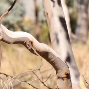 Eucalyptus blakelyi at Bruce Ridge - 22 Mar 2024