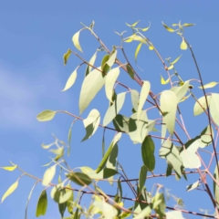 Eucalyptus blakelyi at Bruce Ridge - 22 Mar 2024 09:58 AM