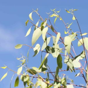 Eucalyptus blakelyi at Bruce Ridge - 22 Mar 2024