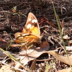 Heteronympha merope (Common Brown Butterfly) at O'Connor, ACT - 21 Mar 2024 by ConBoekel