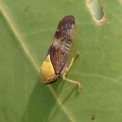 Brunotartessus fulvus (Yellow-headed Leafhopper) at O'Connor, ACT - 21 Mar 2024 by ConBoekel