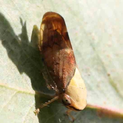 Brunotartessus fulvus (Yellow-headed Leafhopper) at O'Connor, ACT - 22 Mar 2024 by ConBoekel