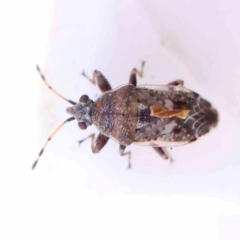 Unidentified Shield, Stink or Jewel Bug (Pentatomoidea) at Bruce Ridge - 21 Mar 2024 by ConBoekel