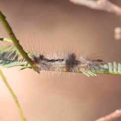 Lymantriinae (subfamily) (Unidentified tussock moths) at O'Connor, ACT - 21 Mar 2024 by ConBoekel