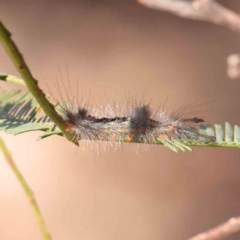 Lymantriinae (subfamily) (Unidentified tussock moths) at Bruce Ridge - 21 Mar 2024 by ConBoekel