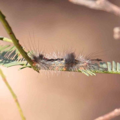 Lymantriinae (subfamily) (Unidentified tussock moths) at O'Connor, ACT - 21 Mar 2024 by ConBoekel