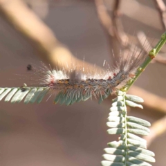 Lymantriinae (subfamily) at Bruce Ridge - 21 Mar 2024