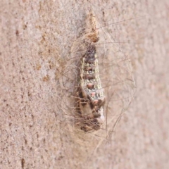 Anestia (genus) (A tiger moth) at O'Connor, ACT - 22 Mar 2024 by ConBoekel