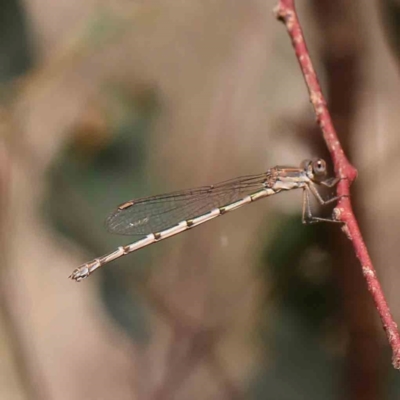 Unidentified Damselfly (Zygoptera) at O'Connor, ACT - 22 Mar 2024 by ConBoekel