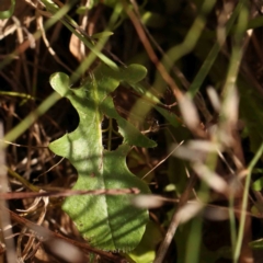 Hypochaeris radicata at Bruce Ridge - 22 Mar 2024 10:50 AM