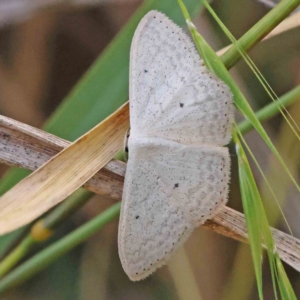 Scopula optivata at Bruce Ridge - 22 Mar 2024 11:19 AM