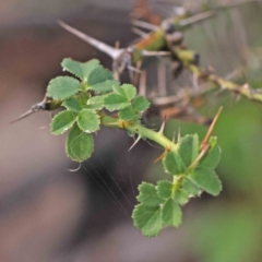 Rosa sp. (A Wild Rose) at O'Connor, ACT - 21 Mar 2024 by ConBoekel