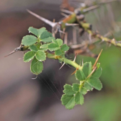 Rosa sp. (A Wild Rose) at Bruce Ridge - 21 Mar 2024 by ConBoekel