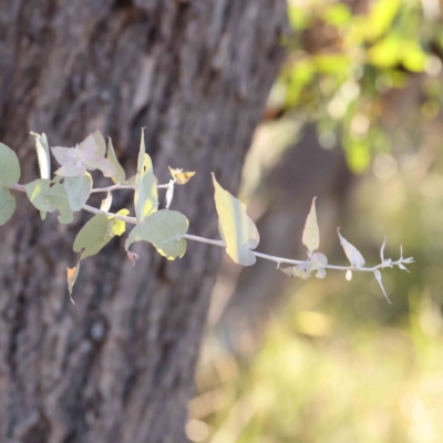 Eucalyptus bridgesiana (Apple Box) at Bruce Ridge - 22 Mar 2024 by ConBoekel