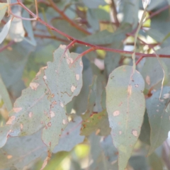 Eucalyptus bridgesiana at Bruce Ridge - 22 Mar 2024