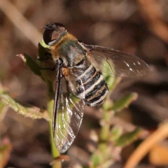 Villa sp. (genus) (Unidentified Villa bee fly) at O'Connor, ACT - 21 Mar 2024 by ConBoekel
