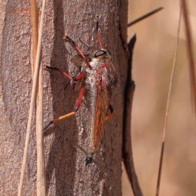 Unidentified Robber fly (Asilidae) at O'Connor, ACT - 21 Mar 2024 by ConBoekel
