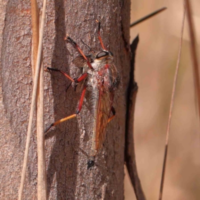 Colepia rufiventris (Robber fly) at Bruce Ridge - 22 Mar 2024 by ConBoekel