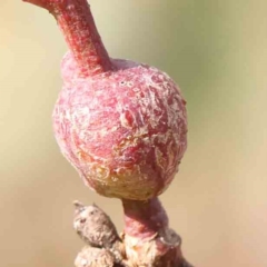 Unidentified Unidentified Insect Gall at Bruce Ridge - 21 Mar 2024 by ConBoekel