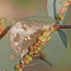 Unidentified Unidentified Insect Gall at O'Connor, ACT - 21 Mar 2024 by ConBoekel