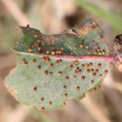 Unverified Unverified Insect Gall at Bruce Ridge - 22 Mar 2024 by ConBoekel