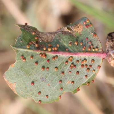 Unidentified Unidentified Insect Gall at O'Connor, ACT - 21 Mar 2024 by ConBoekel