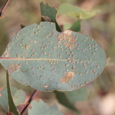 Ophelimus (genus) (Eucalyptus gall wasp) at Bruce Ridge - 22 Mar 2024 by ConBoekel