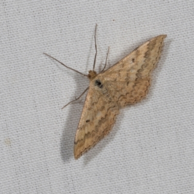 Scopula rubraria (Reddish Wave, Plantain Moth) at Higgins, ACT - 10 Jan 2024 by AlisonMilton