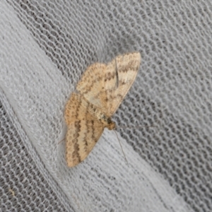 Scopula rubraria at Higgins, ACT - 11 Jan 2024