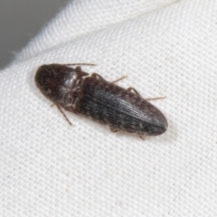 Monocrepidus sp. (genus) (Click beetle) at Higgins, ACT - 10 Jan 2024 by AlisonMilton