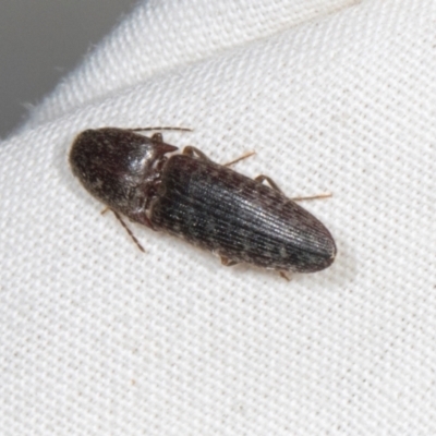 Monocrepidius (genus) (Click beetle) at Higgins, ACT - 11 Jan 2024 by AlisonMilton