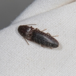 Monocrepidius (genus) at Higgins, ACT - 11 Jan 2024 07:38 AM