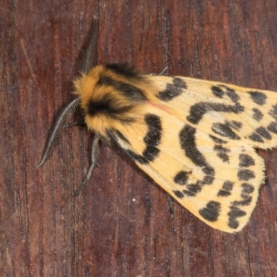 Ardices curvata (Crimson Tiger Moth) at Higgins, ACT - 10 Jan 2024 by AlisonMilton