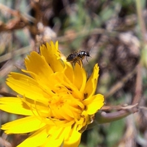 Dasytinae (subfamily) at Franklin Grassland (FRA_5) - 4 Mar 2024 12:29 PM