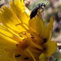 Dasytinae (subfamily) at Franklin Grassland (FRA_5) - 4 Mar 2024