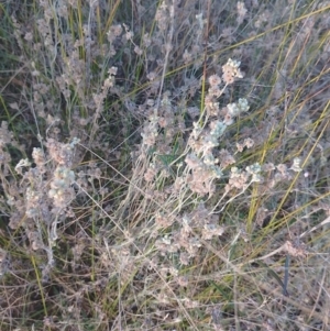 Pseudognaphalium luteoalbum at Symonston, ACT - 24 Mar 2024