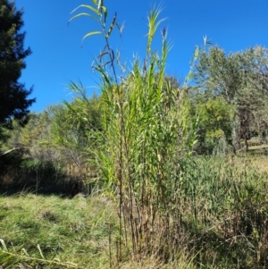 Arundo donax at Evatt, ACT - 25 Mar 2024