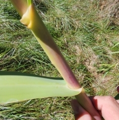 Arundo donax at Evatt, ACT - 25 Mar 2024