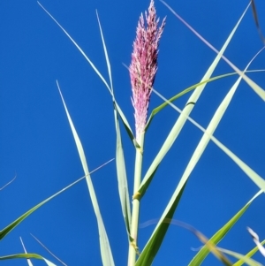 Arundo donax at Evatt, ACT - 25 Mar 2024