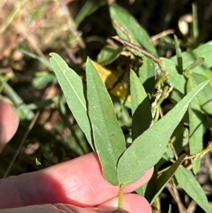 Glycine tabacina at Cook, ACT - 25 Mar 2024